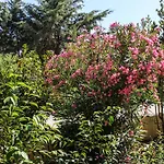 Nireas Corfu Hotel de apartamente Acharavi (Corfu)